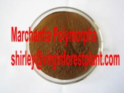 Burdock Root Extract (Shirley At Virginforestplant Dot Com)